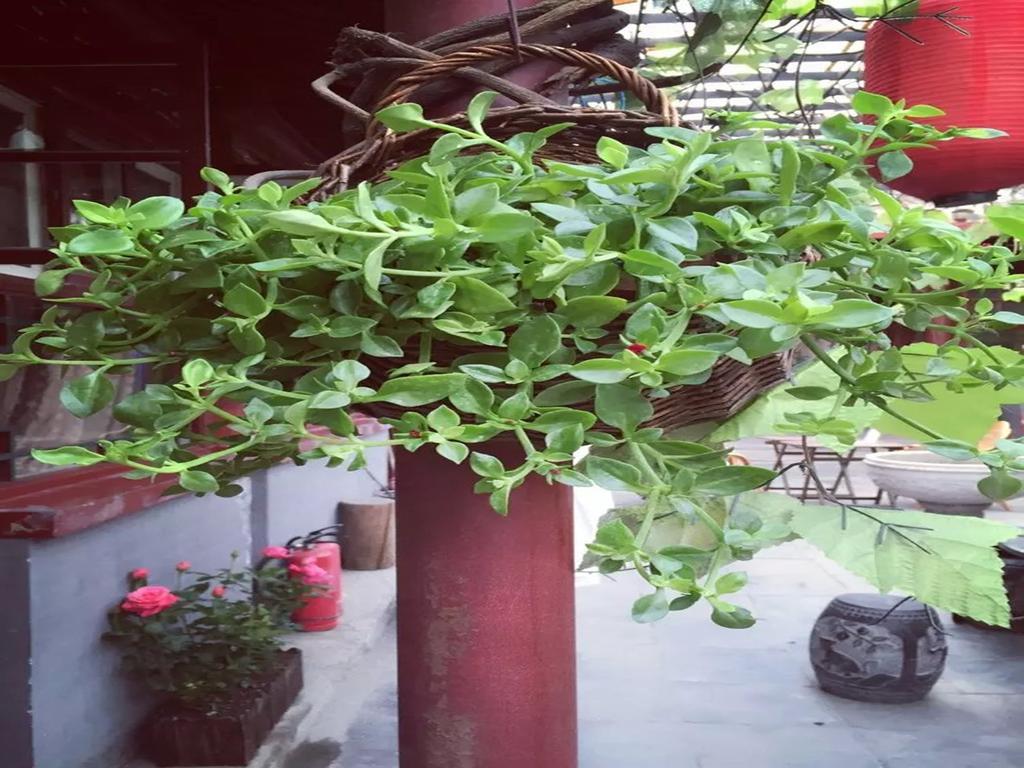 Three Legged Frog Hostel Beijing Exterior foto